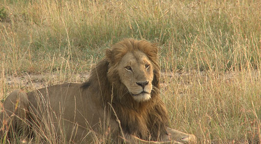 thumb-12-lion